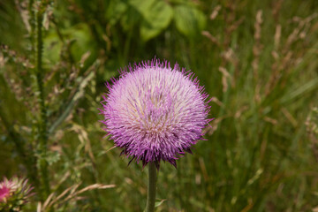 Purple Thistle blooming in a field