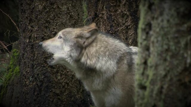 Gray wolf howling slow zoom in
