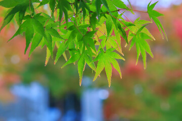 Naklejka premium Natural background of Japanese maple leave close up in autumn season at Japan