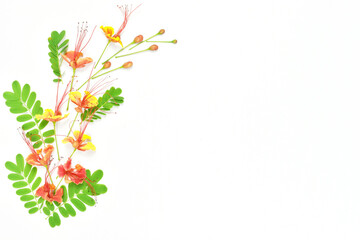 Flowers composition. Pattern made of red flamboyant flowers on white background.