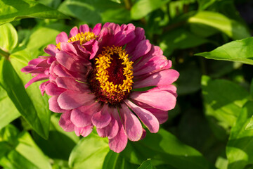 Zinnia elegans, known as youth-and-age, common zinnia or elegant zinnia, an annual flowering plant of the genus Zinnia, is one of the best known zinnias.