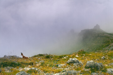 Rebeco (rupicapra rupicapra) de los Picos de Europa asomado al abismo con un primer plano de hierba y rocas con niebla al fondo