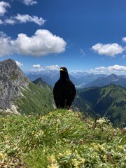 mountain landscape with blue sky and black bird