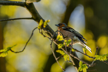 Buchfink im Profil auf einen Ast