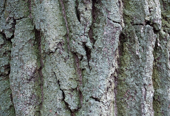 Old tree bark with moss. Nature background with copy space.                          