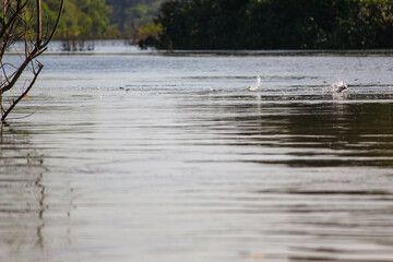 Obraz na płótnie Canvas Local boat tour at wild Amazon River across Rio Negro in Leticia, Colombia