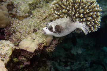 Masked puffer (Arothron diadematus) in Red Sea © André LABETAA