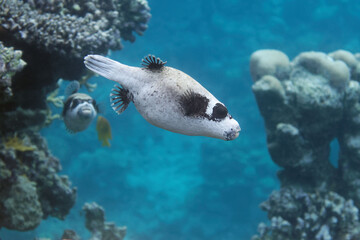 Masked puffer (Arothron diadematus) in Red Sea © André LABETAA