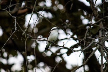 Bird Andorinha - Fluvicola nengeta