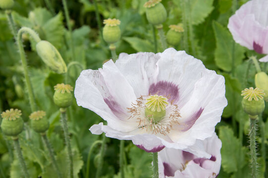 Closeup of a white poppy flower, in the background a whole field of slightly purple poppies