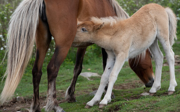 foal and mother