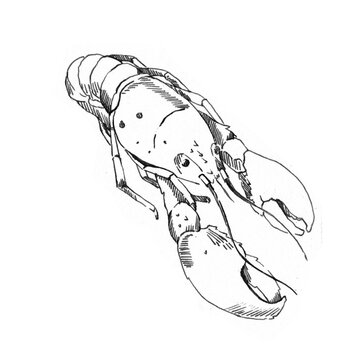 Hand painted langoustines, crab, and lobster on white background. Elements for your design