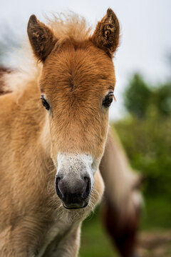 portrait of a pony