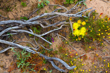 Salmanslaagte Bushman Rock Art Trail, Wildflowers, Clanwilliam, Cederberg Mountains, Western Cape province, South Africa, Africa