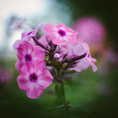 pink flower