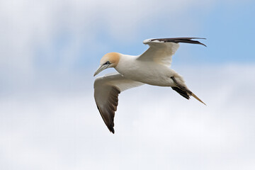 Northern Gannet (Morus bassanus) in flight above the chalk cliffs of Bempton