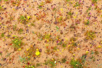 Naklejka premium Salmanslaagte Bushman Rock Art Trail, Wildflowers, Clanwilliam, Cederberg Mountains, Western Cape province, South Africa, Africa
