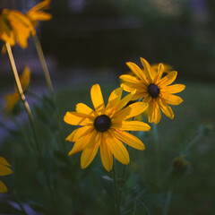 yellow flower in the garden