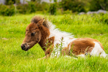 Obraz premium Pony in the grass
