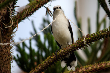 Bird Andorinha - Fluvicola nengeta