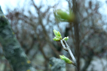Simple spring background with green leaves and blurred background. Abstract nature texture.