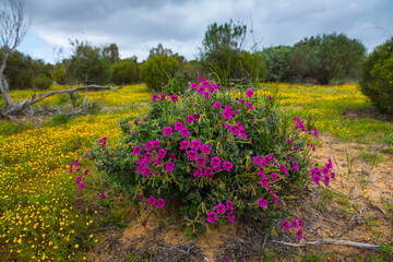 Salmanslaagte Bushman Rock Art Trail, Wildflowers, Clanwilliam, Cederberg Mountains, Western Cape province, South Africa, Africa