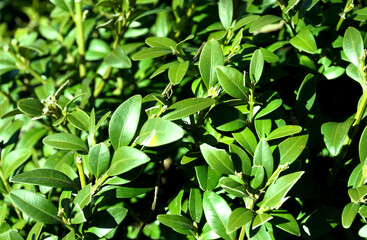 Bright green leaves background texture.  Green Leaf Texture background with light behind. Fresh leaf. Background with copy space.