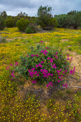 Salmanslaagte Bushman Rock Art Trail, Wildflowers, Clanwilliam, Cederberg Mountains, Western Cape province, South Africa, Africa