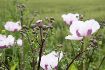 Closeup of a white poppy flower, in the background a whole field of slightly purple poppies