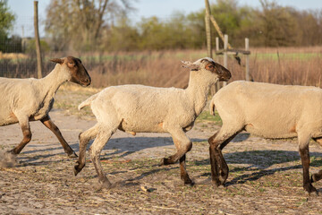 Young lambs sheep run along the corral on trampled dry grass in the rays of the setting sun. Horizontal orientation. 