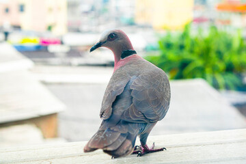 Pigeon looking