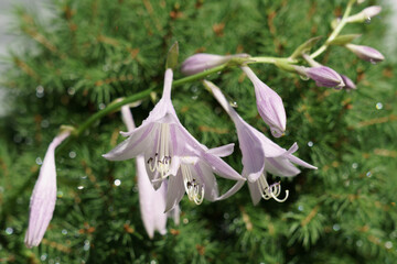 Light pink flowers from the Hosta plant 