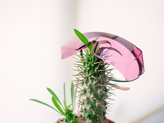  pot with cactus with pink protect laser epilation glasses. Hair removal, laser epilation, fun...