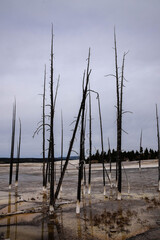 Burnt forrest in Yellowstone, sulfur