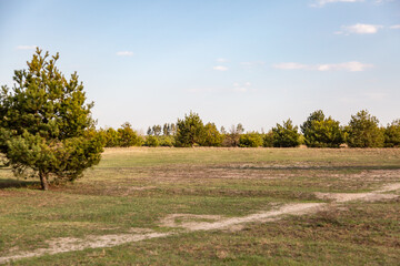 Glade and sand path in a young coniferous forest. Pine and spruce. Landscape sunny day against the blue sky. Horizontal orientation. 