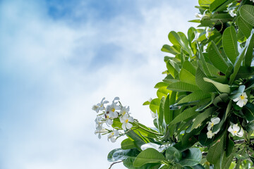 White Plumeria flowers in natural light on blue sky and clouds background