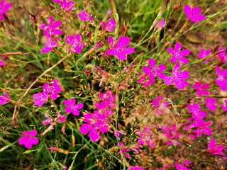 purple flowers in a field