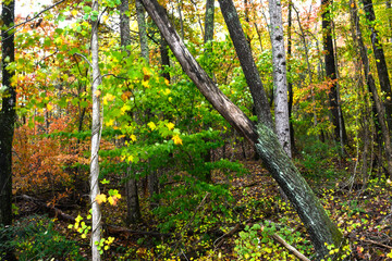 Stunning Colors of Autumn Hidden Deep in the Green Forest