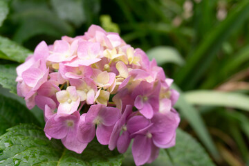 Hydrangea сcommon names hydrangea or hortensia close up shot. Beautiful flower with multi colored petals. Hortensia on the dark green background. Flowers after rain. 