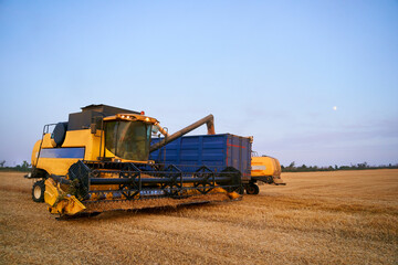Fototapeta premium Overloading grain from the combine harvesters into a grain truck in the field. Harvester unloder pouring just harvested wheat into grain box body. Farmers at work. Agriculture harvesting season theme.