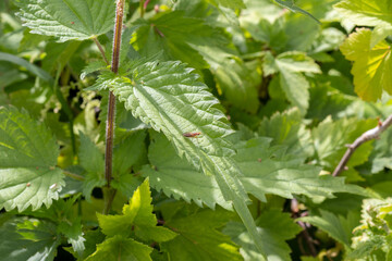 green leaves in the garden