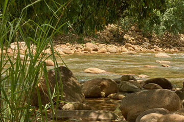Tropical river of stones and light.