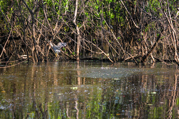 Local boat tour at wild Amazon River across Rio Negro in Leticia, Colombia