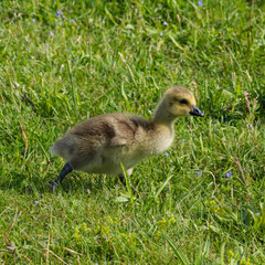 canada goose branta canadensis