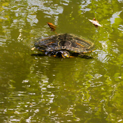 red eared slider