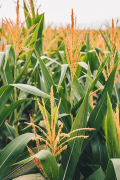 Filled frame of corn plants bearing golden tassel. Selected focus. Portrait orientation. 