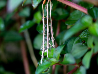Sticky jelly- like mucilage formed on the roots of Indian rhododendron plant