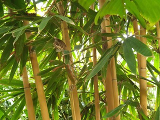 Obraz premium coconut palm tree