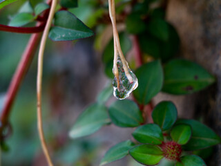 Sticky jelly- like mucilage formed on the roots of Indian rhododendron plant