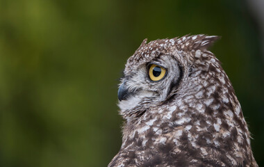 one owl in the forest